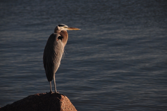 great blue heron